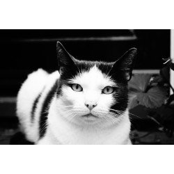 Application Equipment