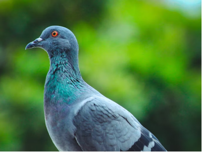 Bird Control