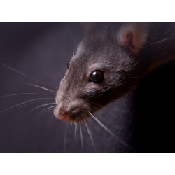 Rodent Control